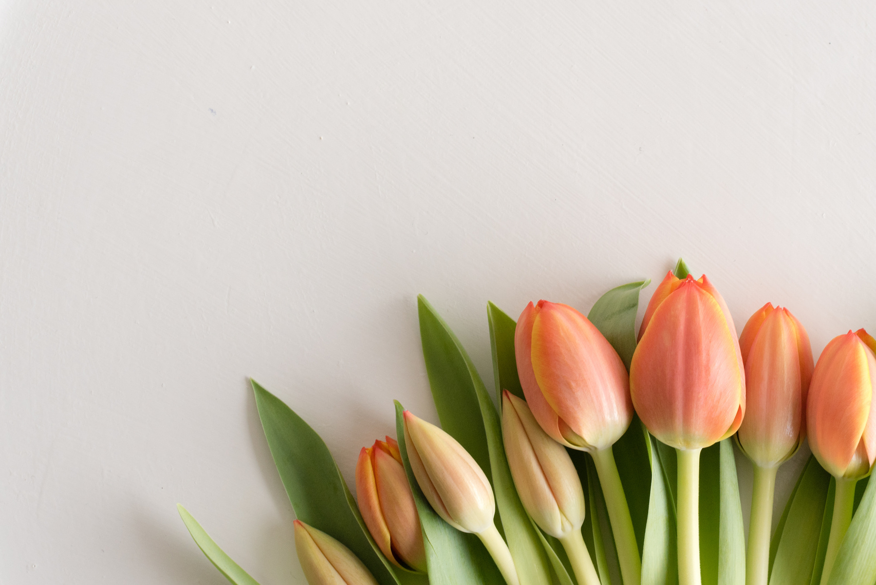 Orange tulips on table